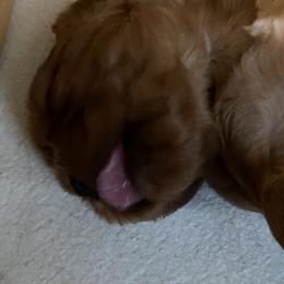 Cavalier King Charles Spaniel Puppies from Patch of Land Acres