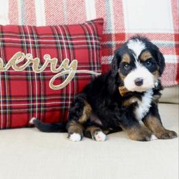 Harry - Tri-color male Bernedoodle puppy in Murray, Utah from Sun Valley Doodles