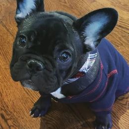 French Bulldogs from Mon Chéri French Bulldogs