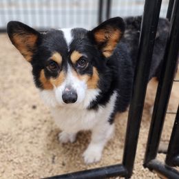 Ryder - Pembroke Welsh Corgi