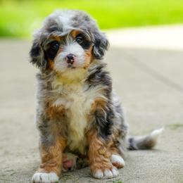 Kia - Merle female Bernedoodle puppy in Dundee, Ohio from Down Home Doodle