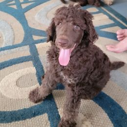 Poodles from Poodles in the Pines