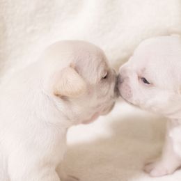 French Bulldog and Labrador Retriever Puppies from 888 Frenchies