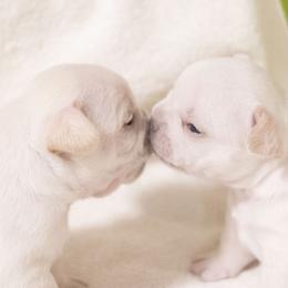 French Bulldog and Labrador Retriever Puppies from 888 Frenchies