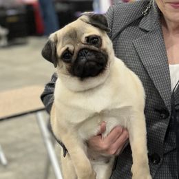 Pugs from Susan Davis' Pugs