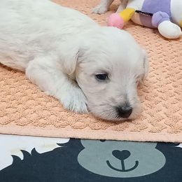 Boy 3 - Wheaten Miniature Schnauzer puppy in Kannapolis, North Carolina from Schnauzer Affinity