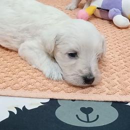 Boy 3 - Wheaten Miniature Schnauzer puppy in Kannapolis, North Carolina from Schnauzer Affinity