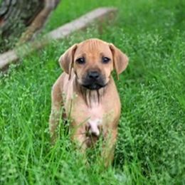 Rhodesian Ridgeback Puppies from Lyonnese Rhodesian Ridgebacks