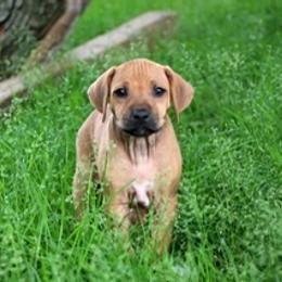 Rhodesian Ridgeback Puppies from Lyonnese Rhodesian Ridgebacks