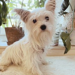 Yorkshire Terriers from Yellow House Yorkies