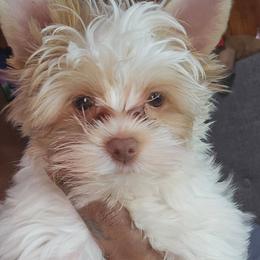 Orian - Parti male Yorkshire Terrier puppy in Atlanta, Georgia from Royal Beauties Yorkies of Atlanta