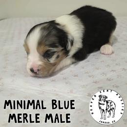 Fresno - Blue merle male Miniature Australian Shepherd puppy in Jaroso, Colorado from Heaven Sent Aussies