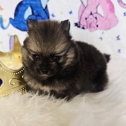Bashful - Wolf sable male Pomeranian puppy in Fresno, California from Pomi Mami Pomeranians