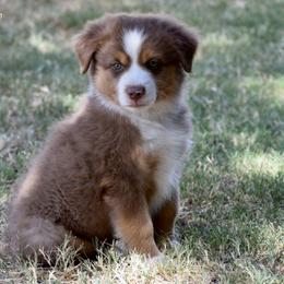 Grumpy - Red tri male Miniature Australian Shepherd puppy in Evant, Texas from Lazy VT Bar Ranch