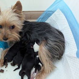 Pheonix - Yorkshire Terrier