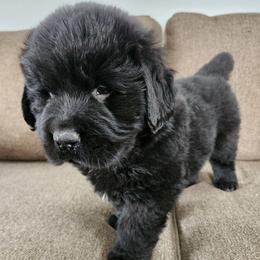 Dakota (green) - Black male Newfoundland puppy in Newmanstown, Pennsylvania from Mufasa's Pride (Newfoundland breeder)