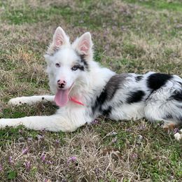 Border Collie and Pembroke Welsh Corgi Puppies from Whisenhunt Farms