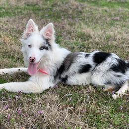 Border Collie and Pembroke Welsh Corgi Puppies from Whisenhunt Farms
