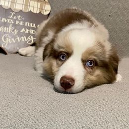Miniature Australian Shepherd Puppies from Arch Hill Mini Aussies