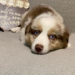 Miniature Australian Shepherd Puppies from Arch Hill Mini Aussies