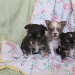 Chihuahua Puppies from Carsten's Chihuahuas