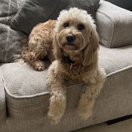 Honey - Goldendoodle