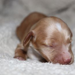 Red cream male 2 - Red male Dachshund puppy in Pontotoc, Mississippi from Doubletake Doodles & Dachshunds