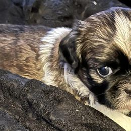 Shih Tzus from Angela’s Shih Tzu