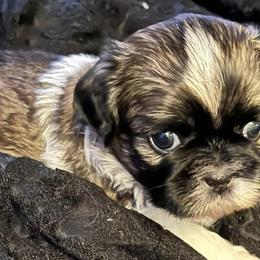 Shih Tzus from Angela’s Shih Tzu