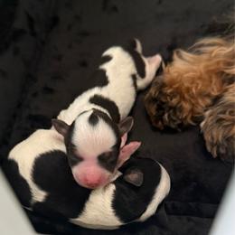 Liver red parti female (Cass) - Liver female Miniature Schnauzer puppy in Bluffdale, Utah from Mountain Point Schnauzers