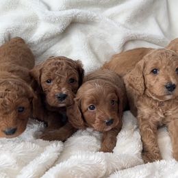 Cavapoos and Poodles from Cara Howell