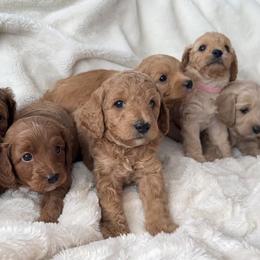 Cavapoos and Poodles from Cara Howell