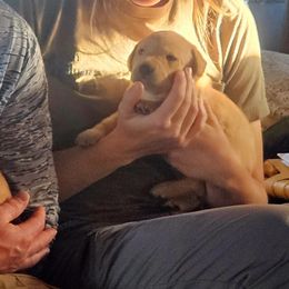 Labrador Retriever Puppies from Canyon River Outfitters