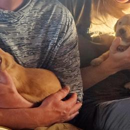 Labrador Retriever Puppies from Canyon River Outfitters