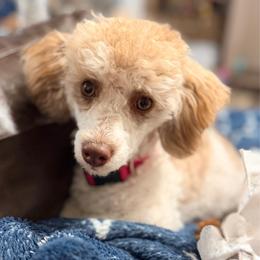 Pixie - Parti female Poodle puppy in Tolono, Illinois from The Golden Rule Doodles