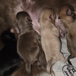 Pomeranian puppies from Granite State Pomeranians