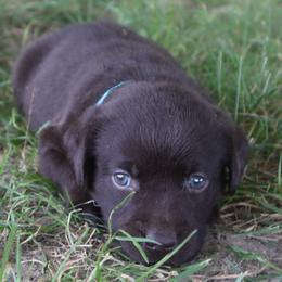 Lily - Chocolate female Labrador Retriever puppy in Camden, Indiana from Camden's Caring Canines