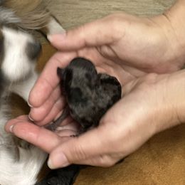 Female 1 - Blue merle female Aussiedoodle puppy in Martin County, Florida from Biggie Ranch
