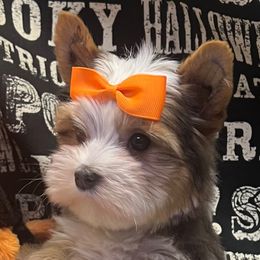 Sassy - Parti female Yorkshire Terrier puppy in Parma Heights, Ohio from Yorkie Darlings ANGELHEARTS YORKIES