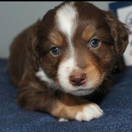 Glory - Red tri female Miniature Australian Shepherd puppy in Kissee Mills, Missouri from Clinkenbeard Kennel