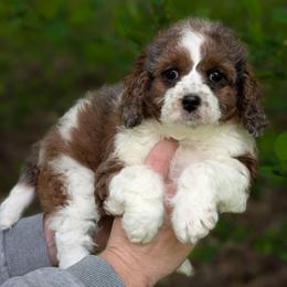Abigail - Merle female Cavapoo puppy in Coshocton, Ohio from Forever Family Puppies