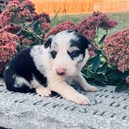 Boy 2 - Blue merle - Blue merle male Border Collie puppy in Minden, Iowa from Rocking N Registered Border Collies & Labradors