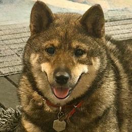 Kasmi (카스미) Mameshiba 🇰🇷 - Shiba Inu