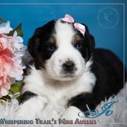Miniature Australian Shepherd Puppies from Whispering Trail Miniature Aussies