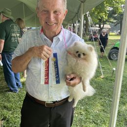 CH Rocelle of Salon de Pom - Pomeranian