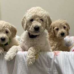 Goldendoodles from Doodlelicious Goldendoodles of Malta,NY