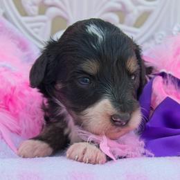 Girl 5 - female Bernedoodle puppy in Roy, Utah from Doodles are Amazing