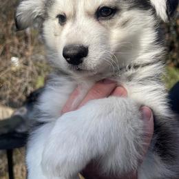 Storm - Black and white male Pomsky puppy in Spokane, Washington from Full Moon Pomskies