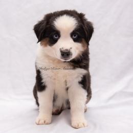 Chance - Black tri male Miniature Australian Shepherd puppy in Lacombe, Louisiana from Indigo River Aussies