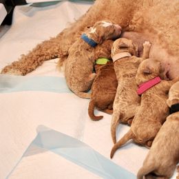 Goldendoodle puppies from Little Retrievers